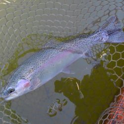 大安トラウトレイク 釣果